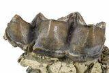 Fossil Titanothere (Megacerops) Jaw Section - South Dakota #300019-4